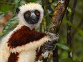 jonge Coquerel's sifaka