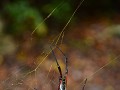 Golden  web spider