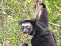 Indri Indri, Le Palmarium