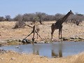 Giraffen aan Klein Otavi, ETOSHA NP