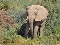 Desert olifant...in de buurt van de campsite in Pu