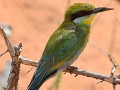 en veel kleurrijke vogels ook; een bee-eater