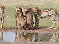 er zijn veel katachtigen zoals deze cheetah's
(jac