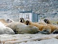 Walrussen op SJUOYANE