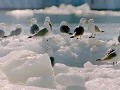 Vogels rusten op de drijvende ijsschotsen