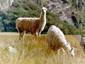 Onontbeerlijk in PERU: lama's