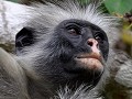 Red Colobus monkey in Jozani NP