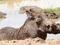 de warthogs genieten van een modderbadje