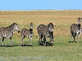 ook kuddes zebra's genieten van het verse, groene 
