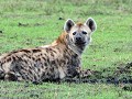 de hyena's zijn al niet de mooiste, gaan ze ook no