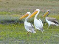 pelikanen in het waterrijke LIUWA PLAINS NP