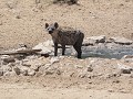 een volgevreten gevlekte hyena in Kgalagadi Transf