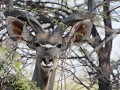 een kudu-mannetje: groot en elegant ondanks zijn m