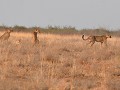 vier cheetahs in het ochtendgloren in Central Kala