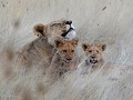 leeuwin met haar cubs