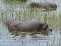 hippo's moeten vaak hun bad delen, Boteti rivier B
