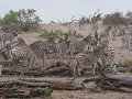ook zebra's komen drinken uit de Boteti in Makgadi