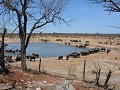 olifanten bij Masuma-dam in HWANGE NP