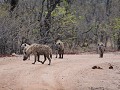 roadblock van spotted hyena's