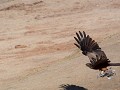 yellow-billed-kite vangt een duif in de vlucht