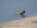 gulzige krokodil probeert een bavianenhoofd te ver