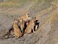 hongerige leeuwen verslinden een olifant 