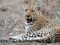 12 dagen reden we rond in KRUGER NP, luipaard