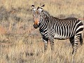 Mountain Zebra, is kleiner dan de gewone zebra, he