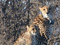 Cheetah mrt 3 jongskes, MOUNTAIN ZEBRA NP