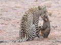 luipaard vangt zonet een African wildcat