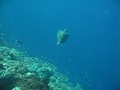 de-onderwaterwereld-van-sipadan-2109430097