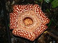 De Rafflesia Pricei van dichtbij...