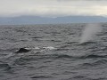 Daar is onze eerste sperm whale, volop het overtol