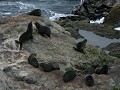 Daar zijn de zeehonden of de 'New Zealand Fur Seal