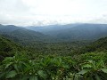 Monteverde nevelwoud