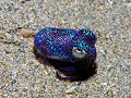 Bobtail squid 2