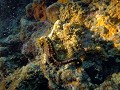 Common seahorse