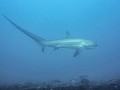 Tresher shark 2