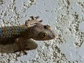 Grote gecko 2