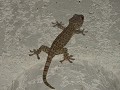Grote gecko