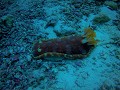 Spanish dancer
