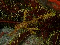 Ornate ghostpipefish