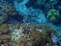 Chillen op het koraal