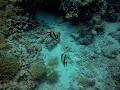 GOPR5489