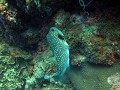 Apo island - pufferfish