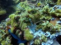 Apo island - almost there!