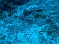 Apo island - sea snake 2
