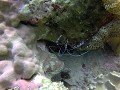 Apo island - cleaner shrimp