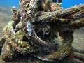 Dauin - Ornate Ghostpipefish