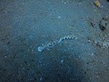 Dauin - Onkuise nudibranches